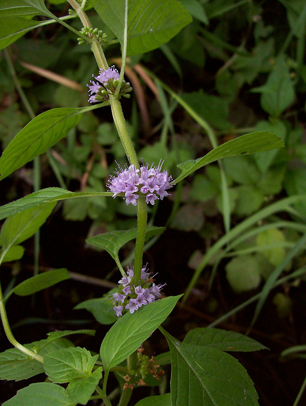 Image of Mentha arvensis specimen.