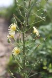 Lactuca indica