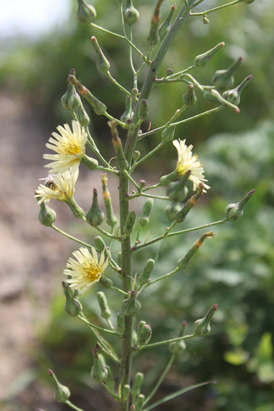 Изображение особи Lactuca indica.