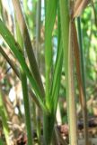 Brachypodium sylvaticum. Части побегов. Абхазия, Гудаутский р-н, обрыв. 09.06.2012.