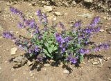 Dracocephalum nutans