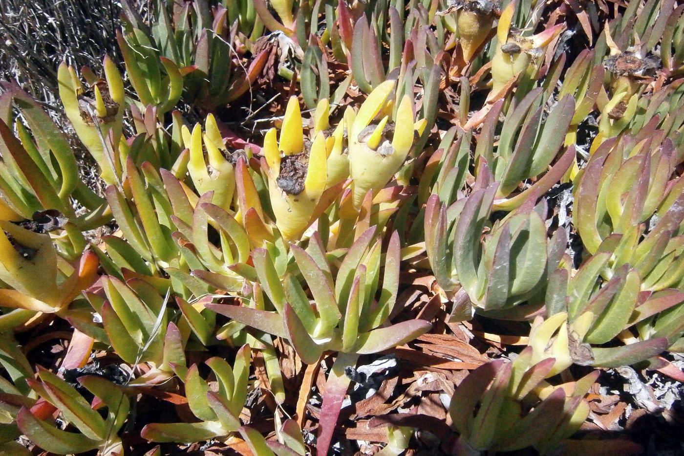 Изображение особи Carpobrotus edulis.