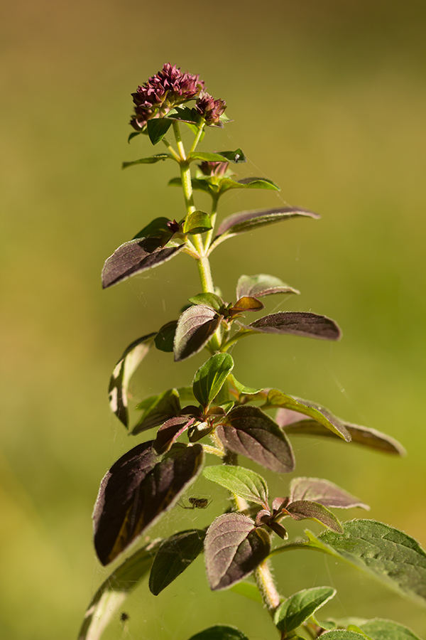 Image of Origanum vulgare specimen.