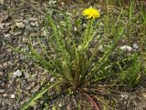 Taraxacum scariosum