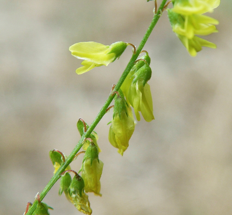 Изображение особи Melilotus officinalis.