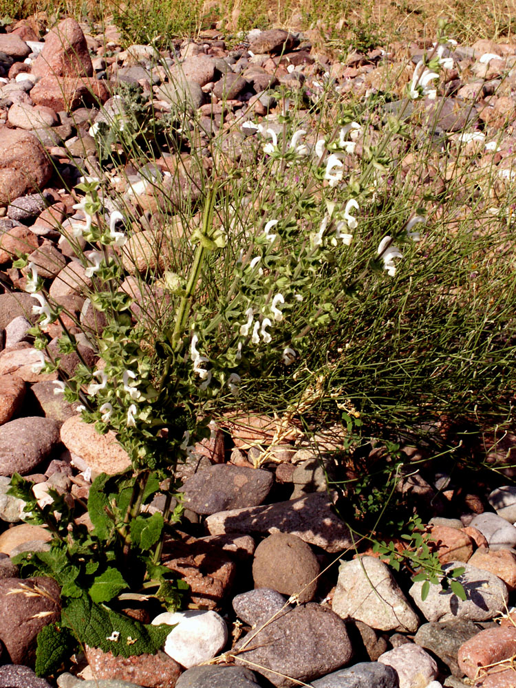 Image of Salvia sclarea specimen.
