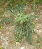 Gundelia tournefortii. Цветущее растение. Израиль, г. Беэр-Шева, рудеральное местообитание. 19.03.2013.