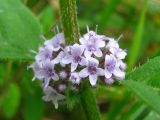 Mentha arvensis. Часть соцветия. Украина, Львовская обл., Бориславский горсовет, пгт Сходница. 11.08.2012.