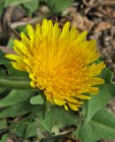 genus Taraxacum. Соцветие. Крым, Карадагский заповедник, биостанция, обочина дороги. 5 апреля 2013 г.