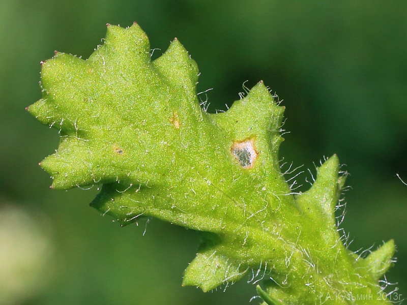 Image of Senecio vernalis specimen.