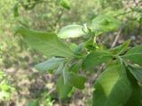 Salix &times; reichardtii