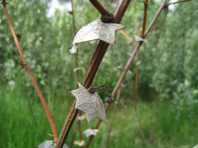 Image of Berberis koreana specimen.