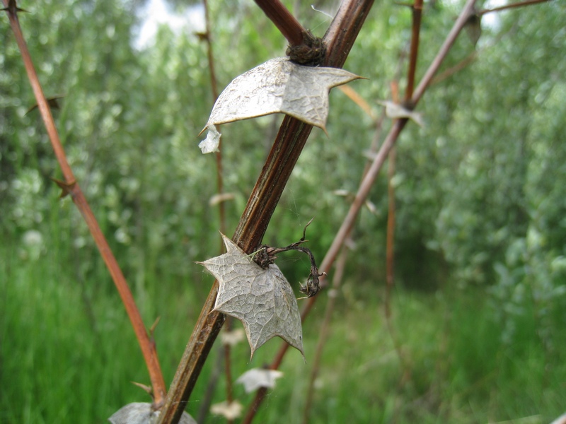 Изображение особи Berberis koreana.