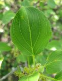 Rhamnus cathartica. Лист. Тамбовская обл., Петровский р-н, ур. Еропкино. 19.05.2013.