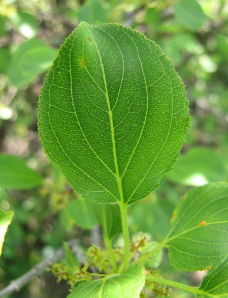 Image of Rhamnus cathartica specimen.