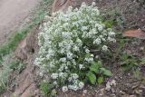 genus Crambe