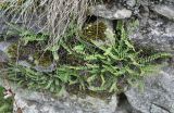 Asplenium trichomanes. Вегетирующие растения. Нагорный Карабах, Мартунинский р-н, окр. дер. Ннги. 07.05.2013.