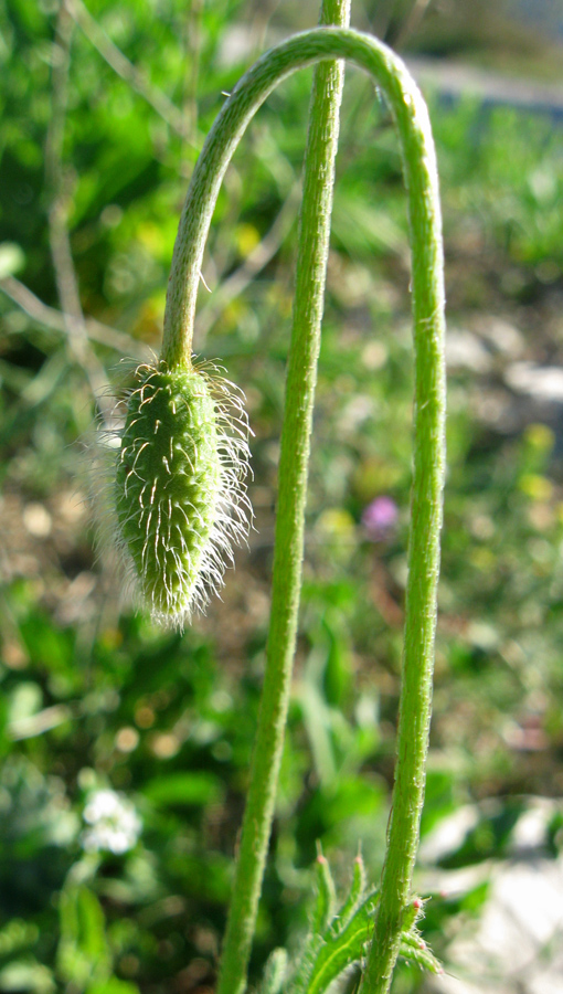 Image of Papaver stevenianum specimen.