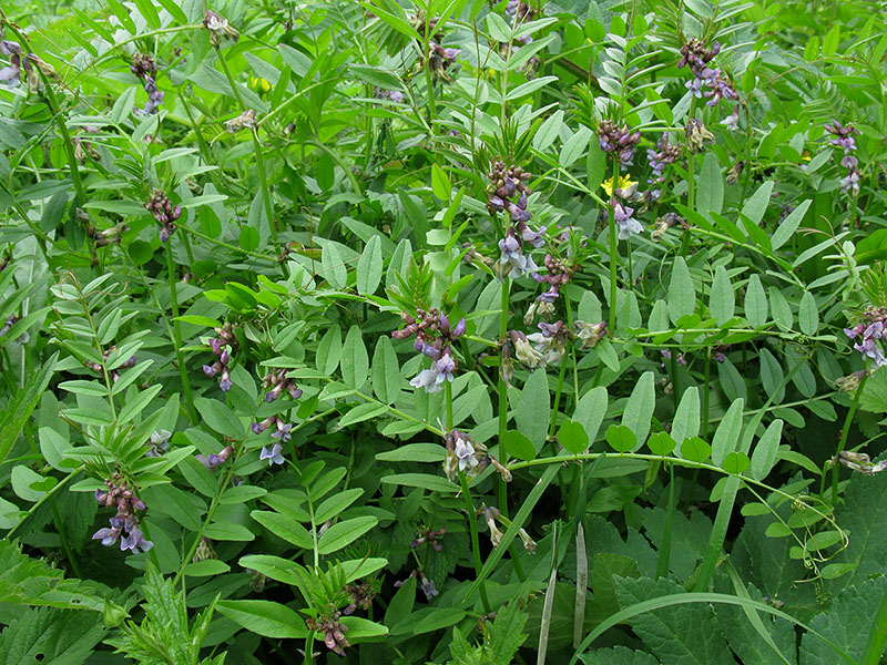 Image of Vicia sepium specimen.