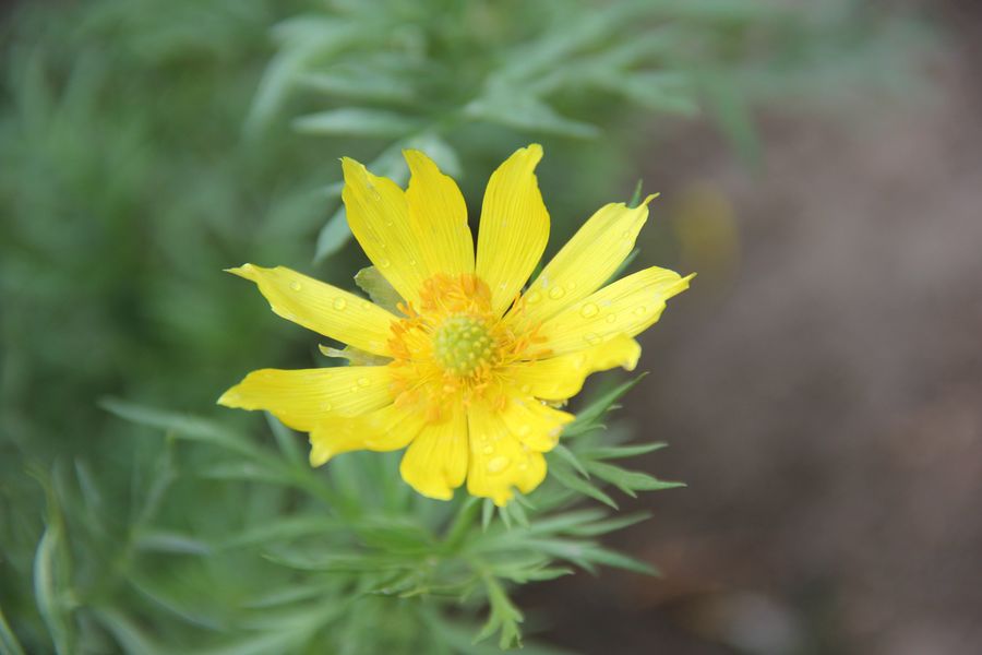 Изображение особи Adonis turkestanica.