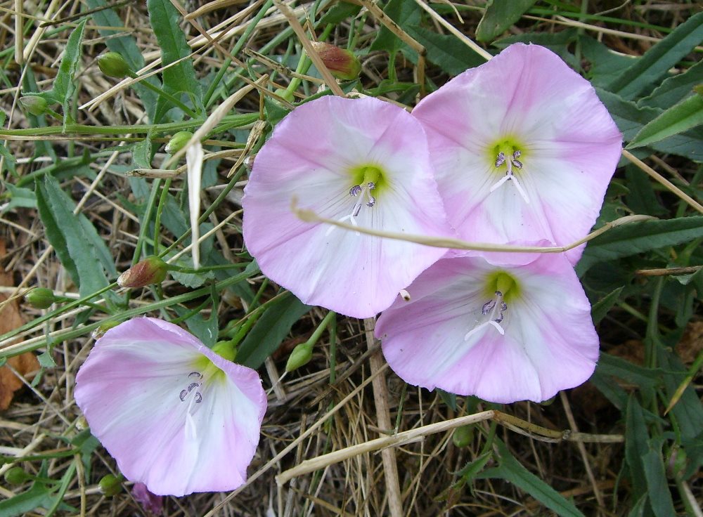 Image of Convolvulus arvensis specimen.
