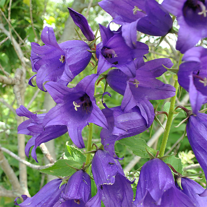 Image of Campanula latifolia specimen.