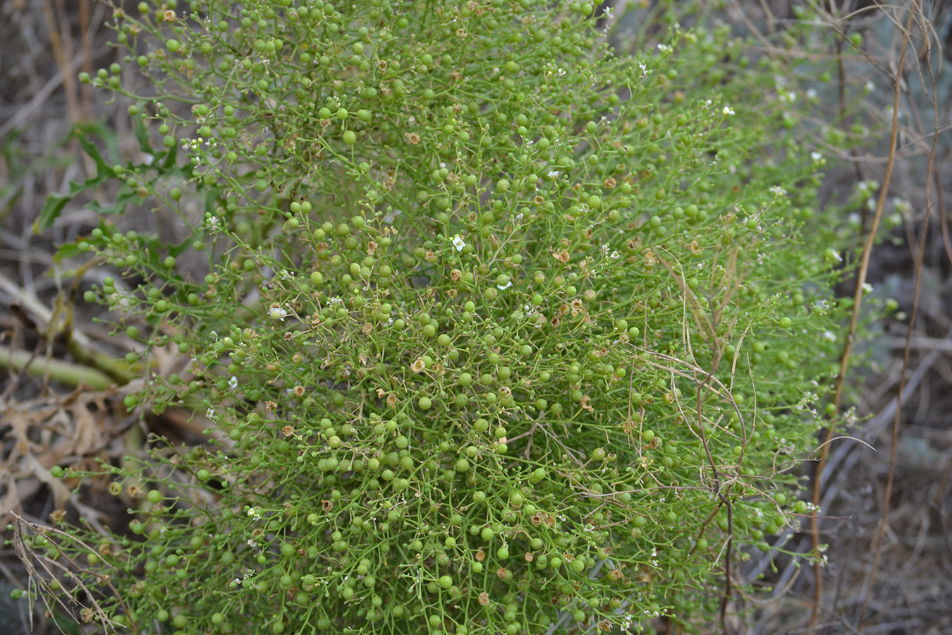 Изображение особи Crambe aspera.