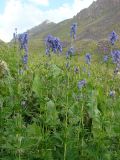 Aconitum talassicum. Цветущие растения. Узбекистан, Ташкентская область, Чаткальский хр. Чаткальский заповедник, урочище Ташкескен. 12.08.2013.