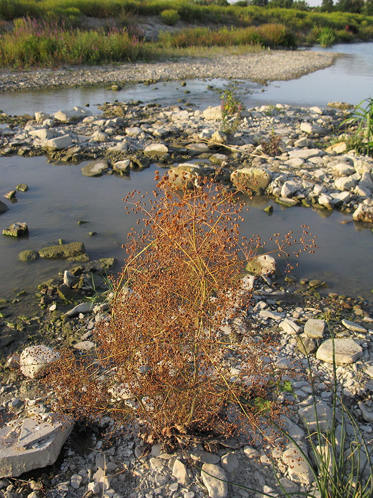 Image of Alisma plantago-aquatica specimen.