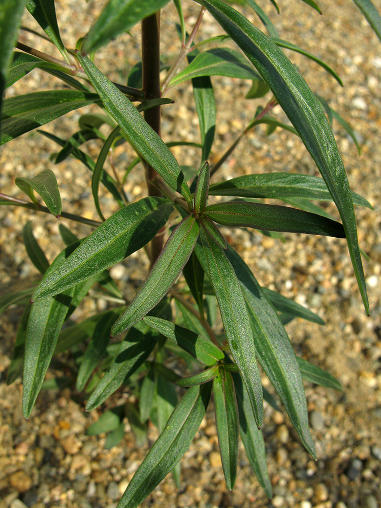 Изображение особи Antirrhinum majus.