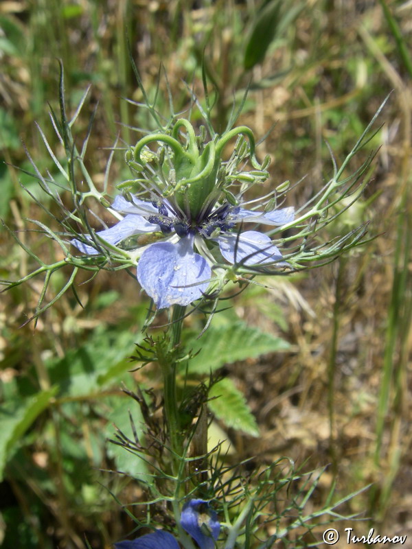 Изображение особи Nigella damascena.