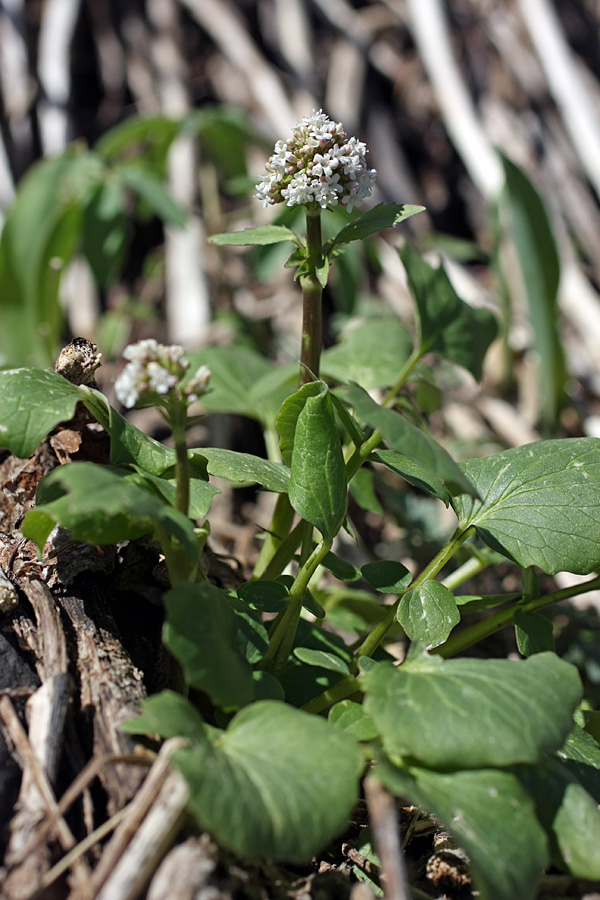 Image of Valeriana ficariifolia specimen.