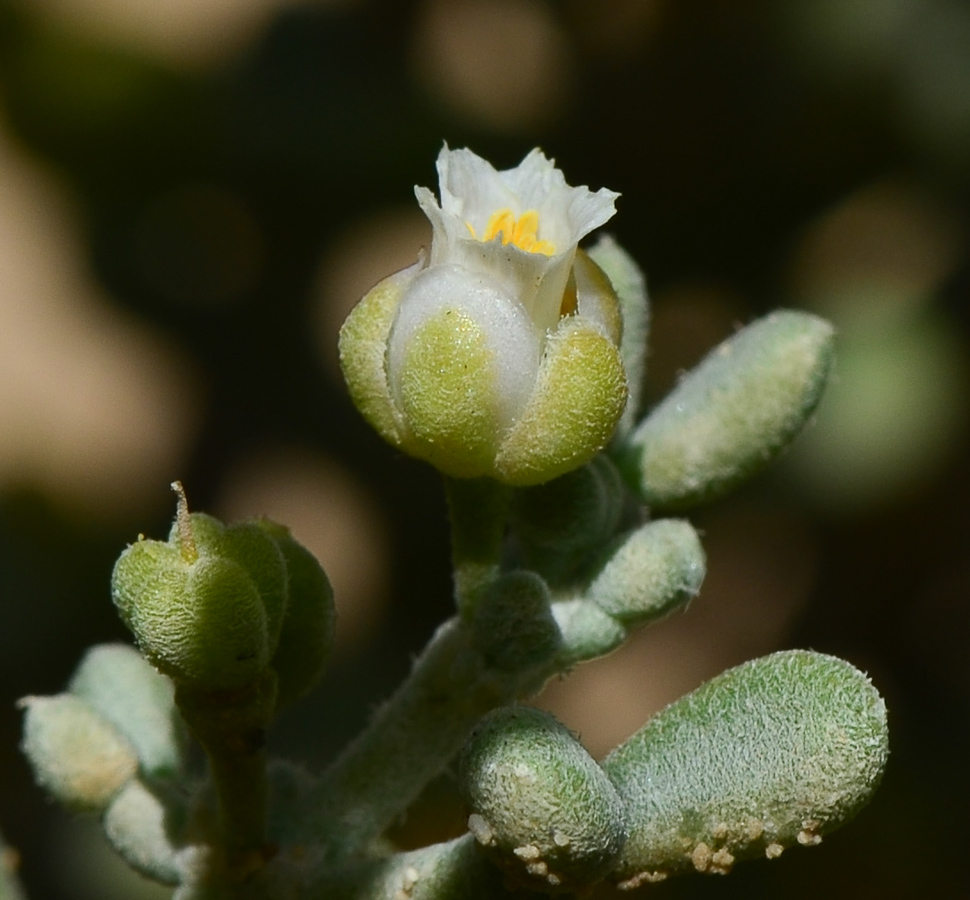 Изображение особи Tetraena alba.