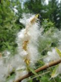 genus Salix