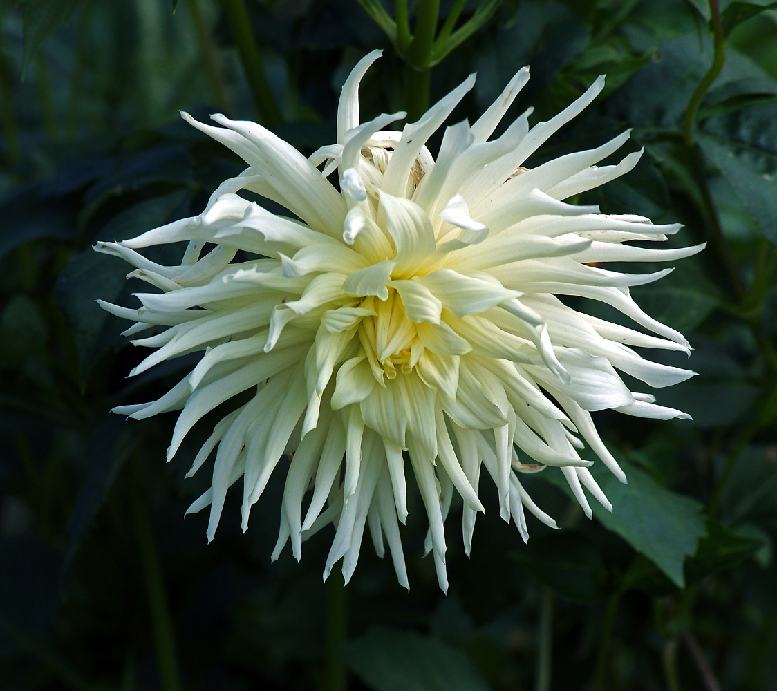 Image of Dahlia × cultorum specimen.