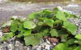 Tussilago farfara