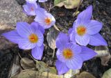 Crocus speciosus