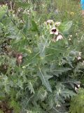 Hyoscyamus niger. Цветущее растение. Хакасия, оз. Белё. Июль 2013 г.