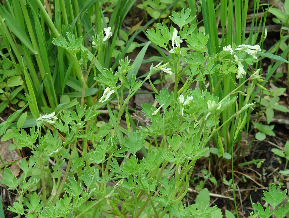 Image of Corydalis capnoides specimen.