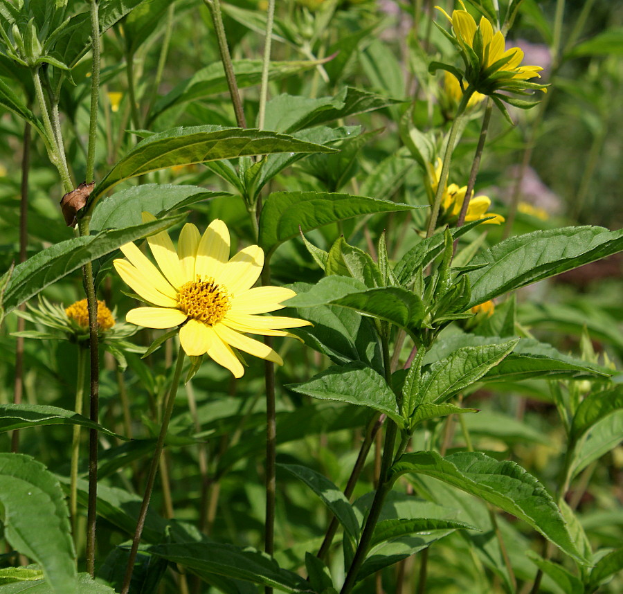 Изображение особи Helianthella quinquenervis.