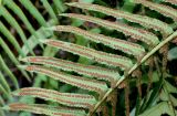 Polystichum munitum. Нижняя часть вайи с сорусами. Германия, г. Дюссельдорф, Ботанический сад университета. 04.09.2013.
