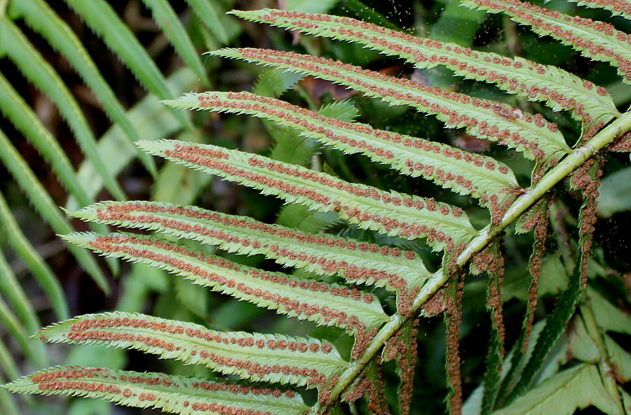 Изображение особи Polystichum munitum.