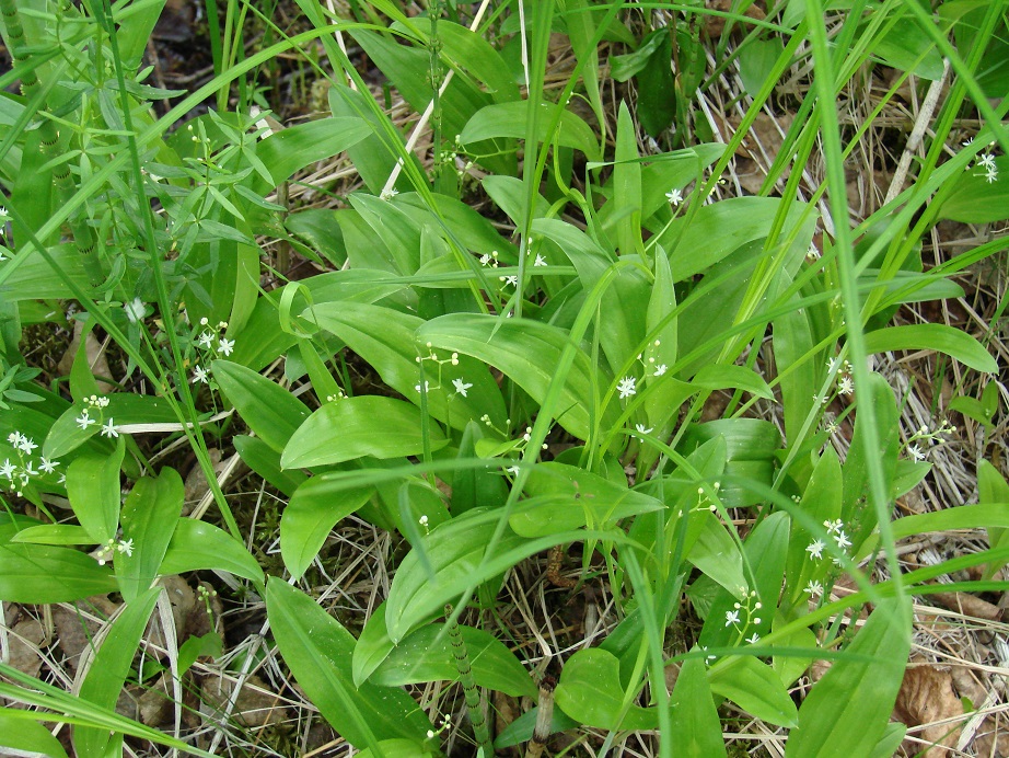 Изображение особи Smilacina trifolia.