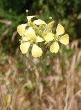 Sisymbrium orientale. Соцветие с цветками и нераспустившимися бутонами. Южный Берег Крыма, пос. Отрадное, рядом с тропой возле виноградника. 20.05.2013.