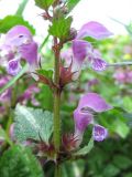 Lamium maculatum. Фрагмент цветущего растения. Нидерланды, окр. Гронингена. Апрель 2006 г.