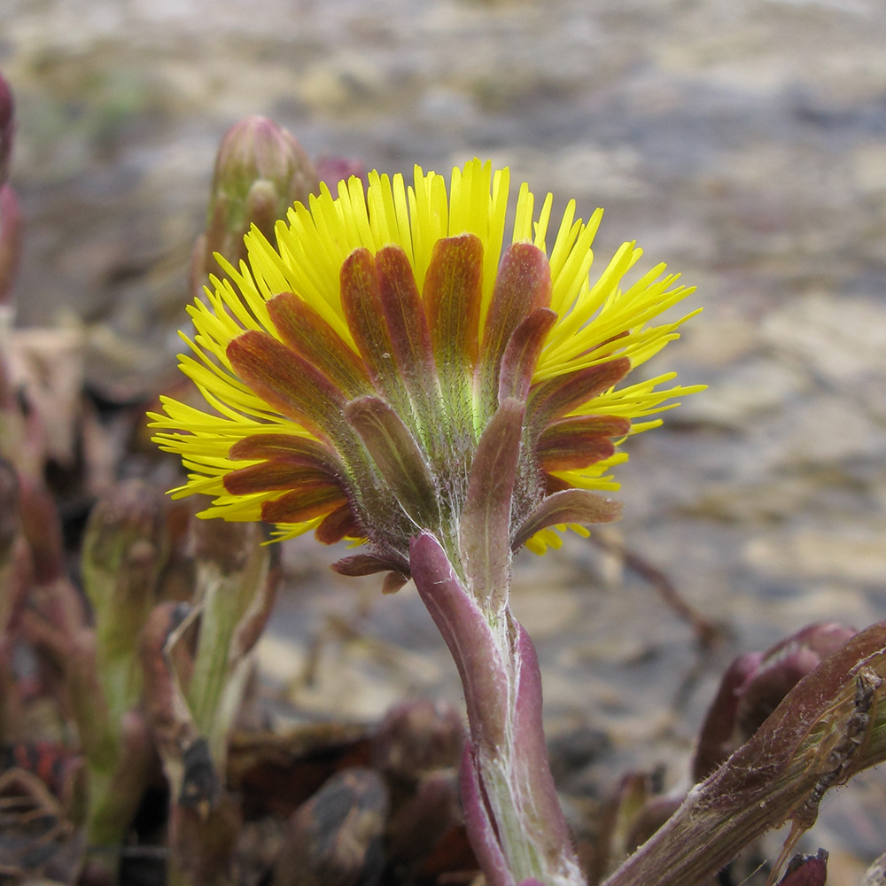 Image of Tussilago farfara specimen.