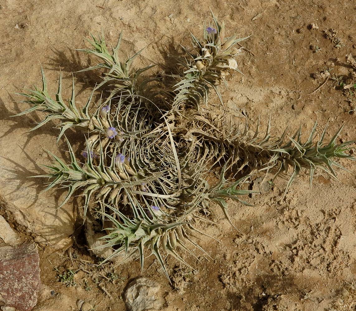 Image of Blepharis attenuata specimen.