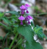 Lamium maculatum