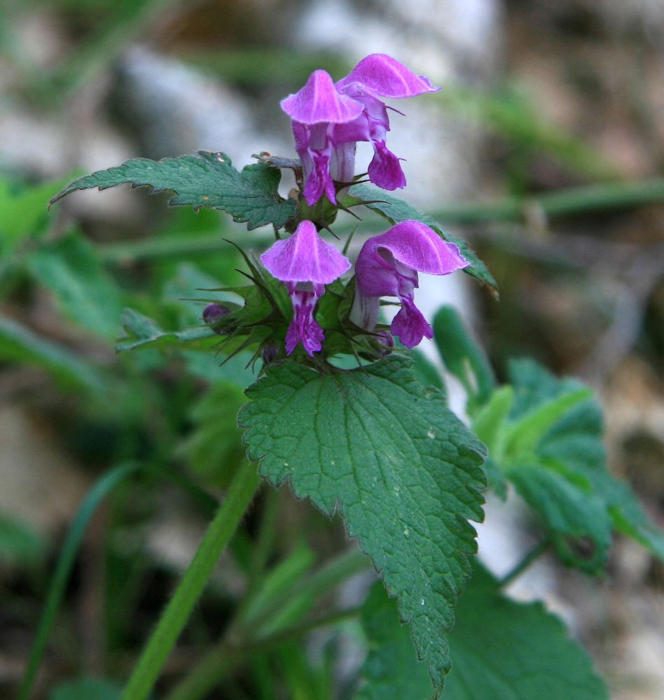 Image of Lamium maculatum specimen.