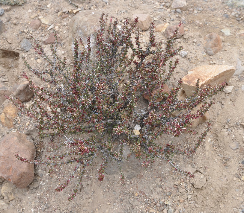 Image of genus Tetraglochin specimen.